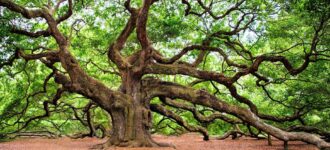 Selbstgehosteter Familien-Stammbaum mit Webtrees